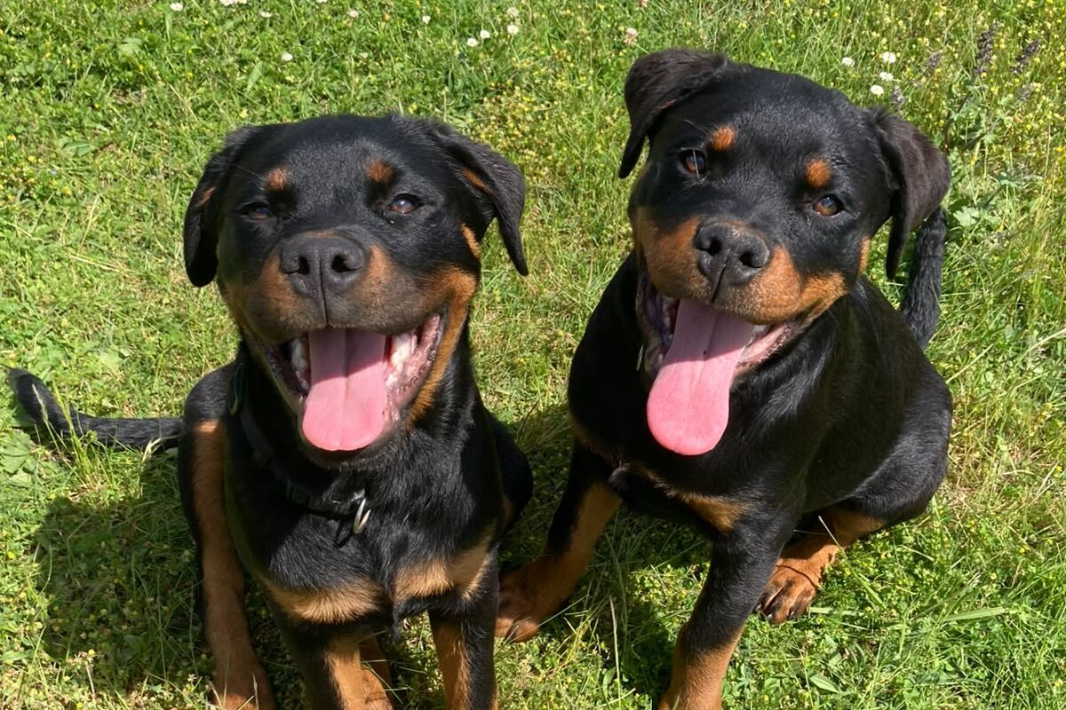 Deux rottweilers assis côte à côte dans l'herbe, la gueule ouverte et la langue sortie